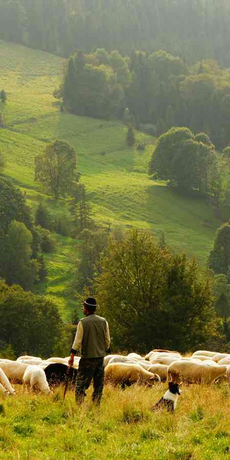 Green Field